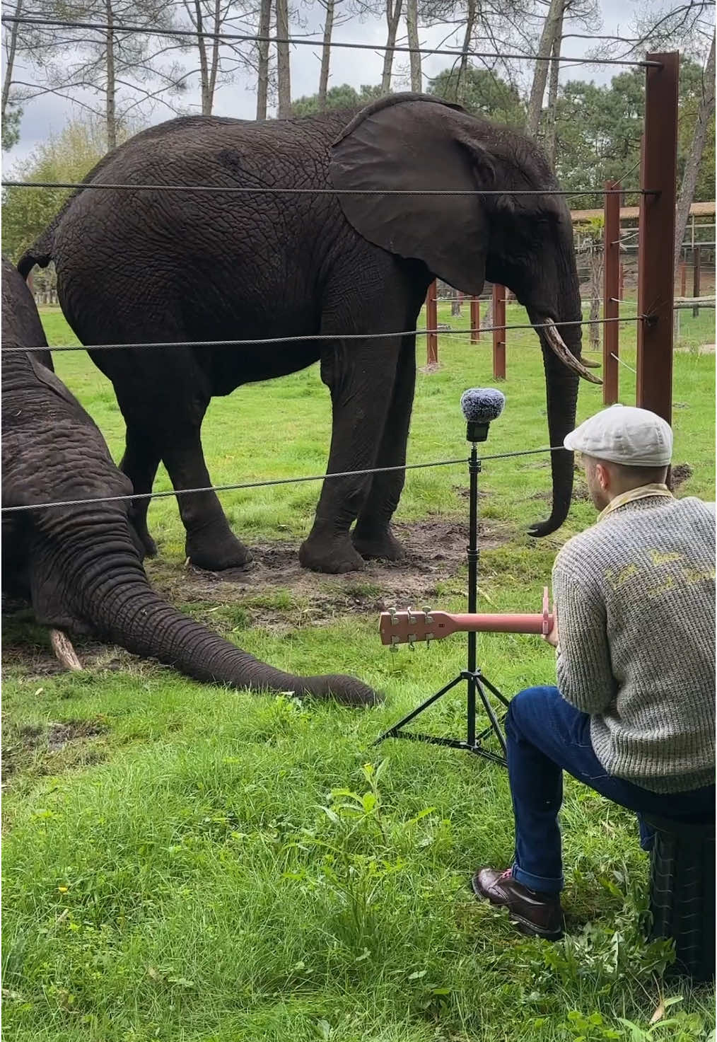 Quand il rapproche sa trompe a la fin 😭😭 #animaux 