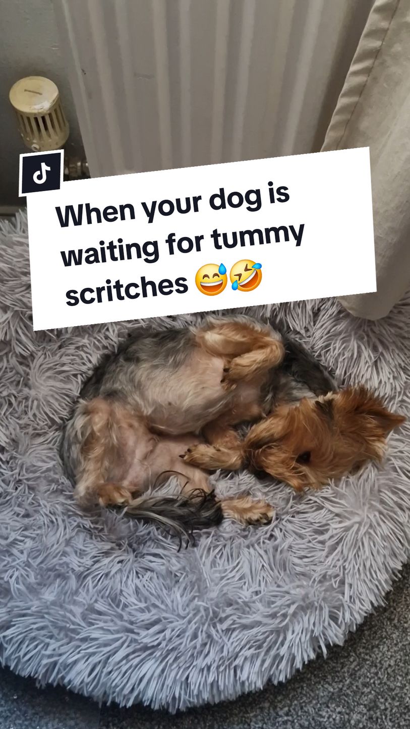 Just lying there until i notice her 🤣🤣🤣🤣🤣 #yorkshireterrier #yorkshireterriers #yorkiemommy #yorkiesofficial #yorkieslife #yorkiemum #yorkiemom #yorkshire_terrier #yorkshire_terriers #yorkiesoftiktok #dogtok 