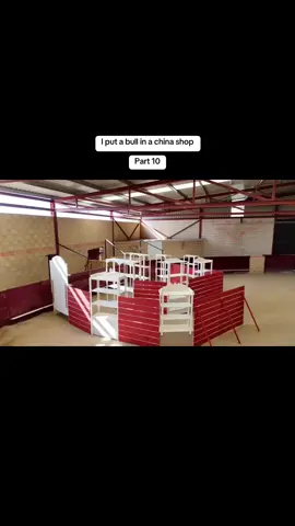 I put a bull in a china shop  Part 10#fypシ #foryou #foryoupage #fyp 