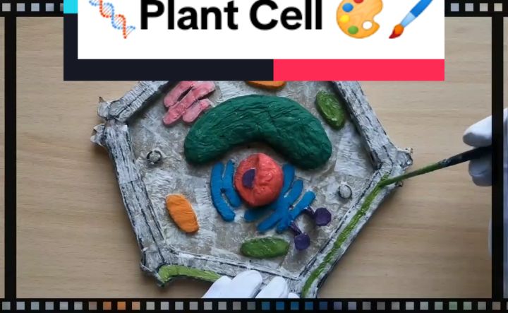 How to Make Plant Cell with Cardboard Model | Handmade Plant cell Anatomy Project model  After Uploading A huge number of styrofoam models I have started now working with cardboard models 
 
 Materials
 Cardboard
 Paper
 Tissue paper
 water
 Glue 
 Colors Follow  to watch more stuff like this and support me credit: Khadija Fazal Karim @ yt  #Howto #anatomy #Medical #Biomedical #foryou #biology #craft 