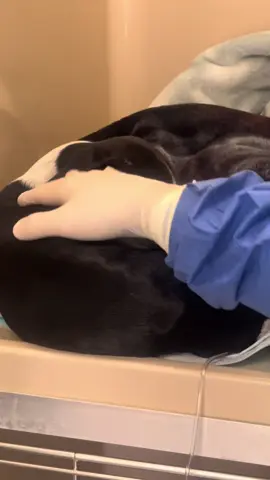 Many of you were asking for an update on the parvo pups! If you want to watch the full 8 minute video make sure to checkout my other platform! #drfinn #parvo #puppy #parvopuppy 