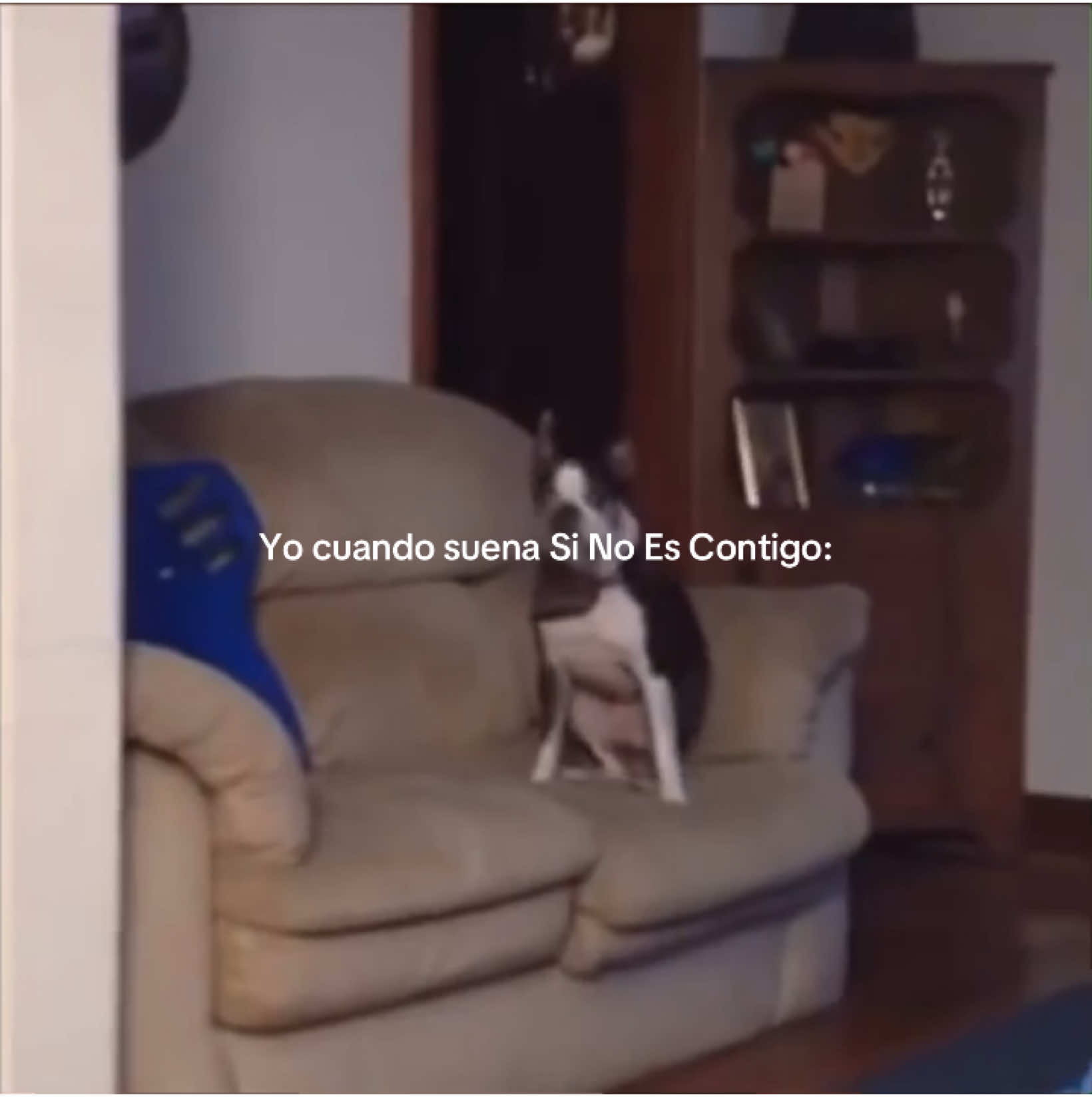 🎶🎶🎶 Cancion: Si no es contigo -. Kali Uchis, Cris Mj, Jhayco. remix #sinoescontigo #music #perrito #meme #noviembre #2024 #foryourpages #paratiiiii
