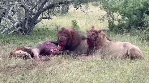 ‼️⚠️Not for the sensitive viewers!‼️🥰 A deeply sad scene, but depicting the harsh reality of wildlife. The confrontation between the male Mbiri lions and the brave male Guernsey lion, who tragically lost his life in this battle like a true warrior Credit@Wildfreelions