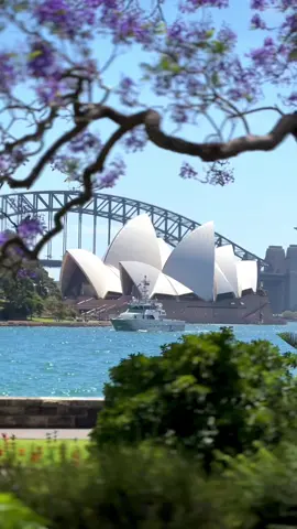 Sydney in spring is a love story I wish could last forever ✨🌸🍃 #SydneyMagic #HarbourBeauty #JacaradaSeason #SYdneySpring #SydneyHabour #Jacarandas #Jacaranda ##SydneyOperaHouse #SydneyHarbourbridge #ILoveSydney #FeelNewSydney #MySecretSydney