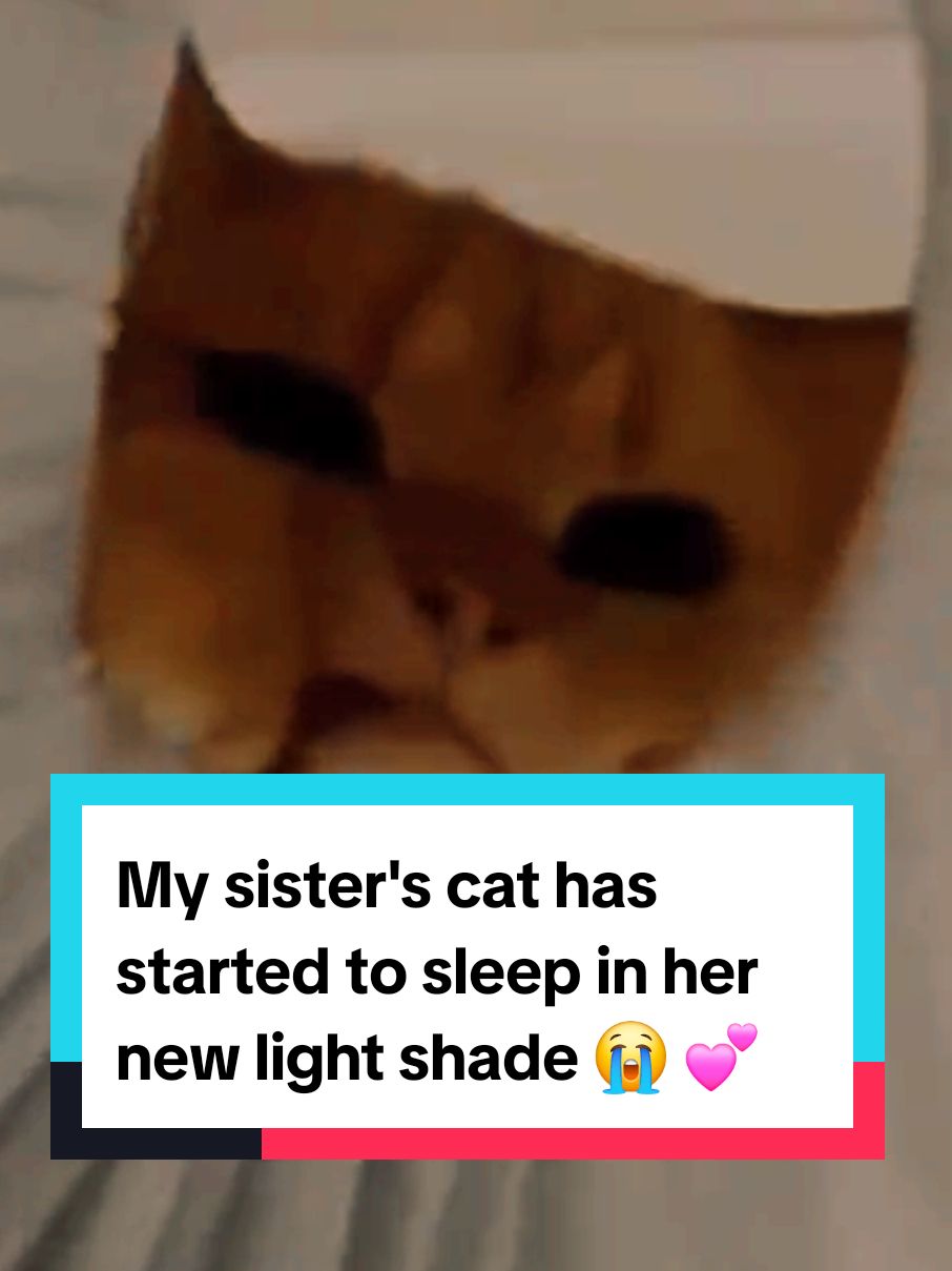 My sister's cat has started to sleep in her new light shade 😭 💕 #catsoftiktok 