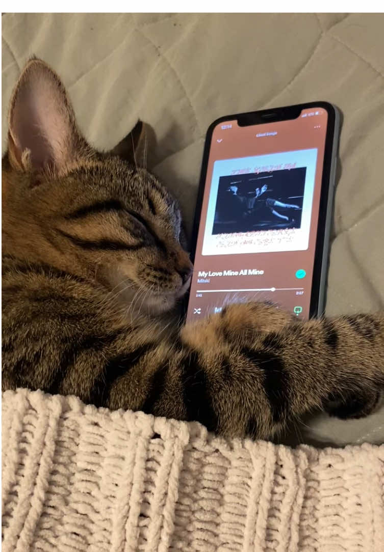 Rory’s playlist pt. 82 @Mitski #mitski #myloveismineallmine #spotify #music #cat #catsoftiktok 