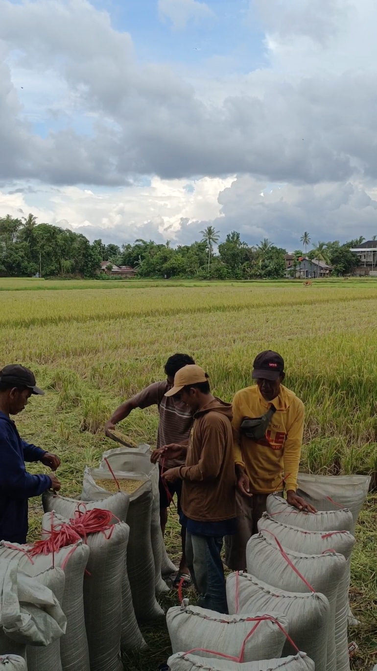 satu petak isi 100 karung menyala  opratorku 🤣🤣🤣#gabahlolofams #cucupetani #fyp 