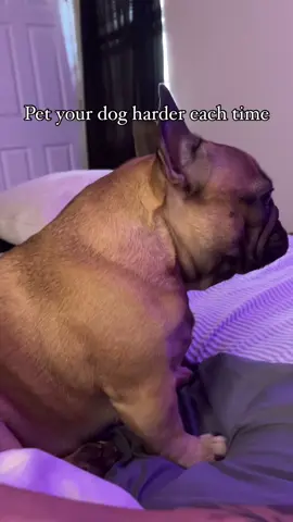 Happy now, Mom?! 🐶 - 🐶 Would you like to see more adorable Frenchies? Visit us at www.familybulldog.com  .⁠ .⁠ .⁠ .⁠ CTTO #frenchie #Frenchbulldogpuppies #cutefrenchies #frenchiegram #dailyfrenchies #puppygram #frenchbulldogofinstagram #frenchies #familybulldog 
