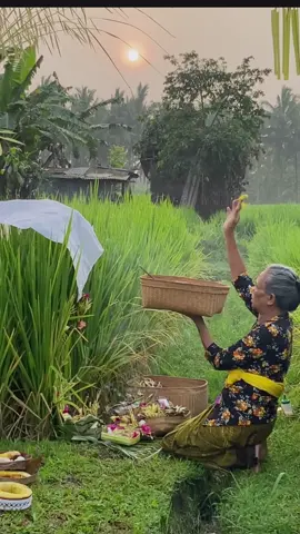 Tradisi mekukung atau mebiyukukung adalah tradisi agraris yang dilakukan atau dilaksanakan untuk petani yang bercocok tanam padi di sawah, upacara ini dilaksanakan ketika tanaman padi hendak hamil, atau sedang hamil muda. Tradisi ini dilakukan oleh para petani sebagai bentuk menghaturkan rasa Terima Kasih kepada Dewi Sri atas anugrah yang diberikan. #fyp #fypage #beranda #bali #upacara #tradisi #sawah #mekukung #tradisibali #berandatiktok #ubud 