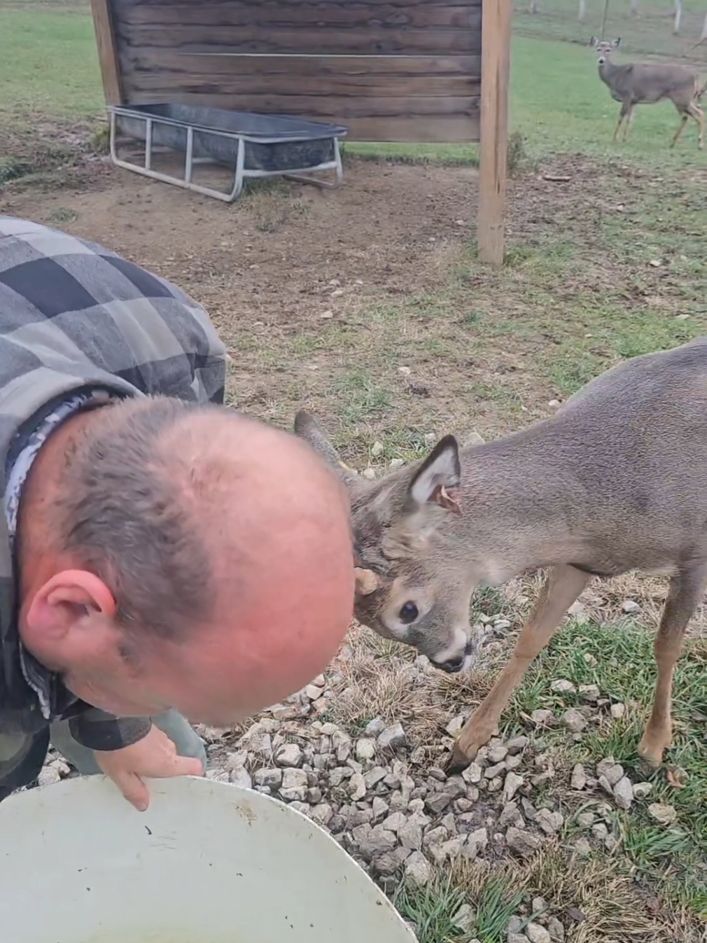 Why do we cut the Bucks antlers?  Whitetails show male dominance during the rut. #antlers #deer #rut #whitetail #deerseason #livehighlights #tiktoklive 