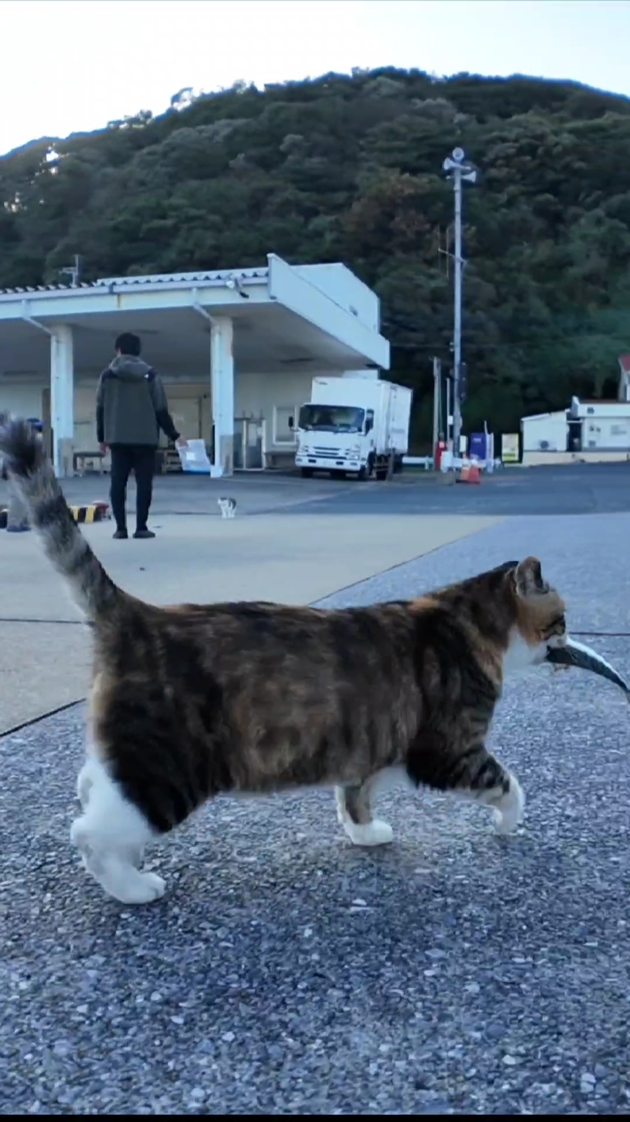 ♪お魚くわえたどら猫追っかけて#猫 