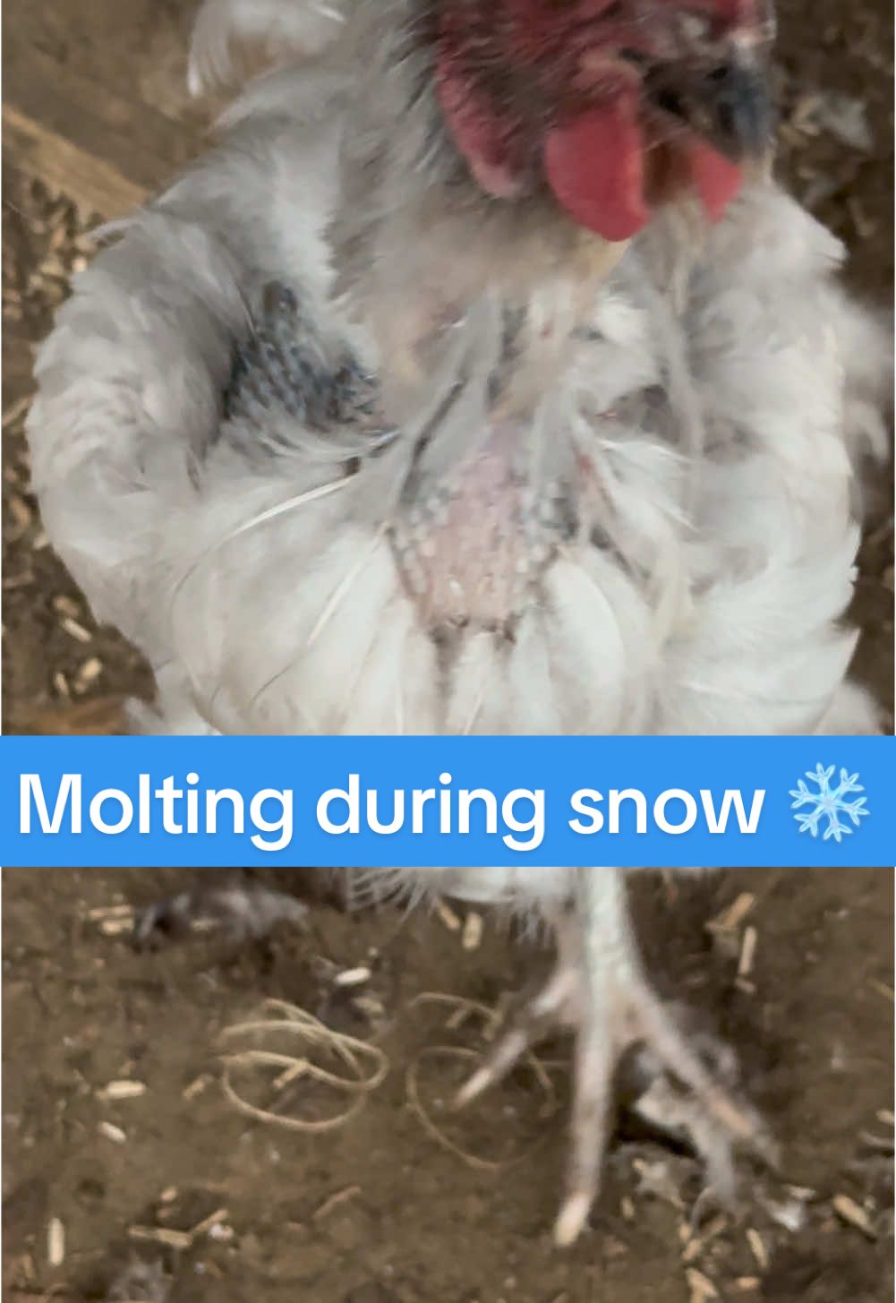Poor Violet! She’s my lavender Orpington and oh my! She shed all of these feathers in about 2 days and is looking a mess! Fingers crossed they come back super fast!  #chickens #molting #purelychickens #molt #fallmolt 