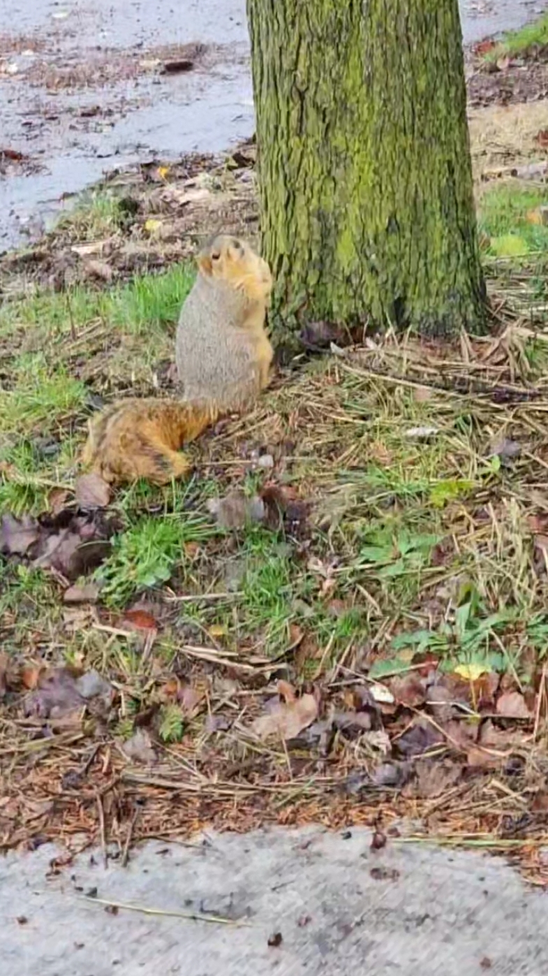 I see this guy everyday. Thought it was a groundhog at first. #fatsquirrel #squirrel #squirrelsoftiktok #peanut 