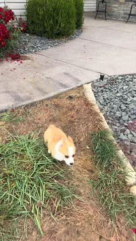 The cutest little zoomies you’ll ever see  #corgi #corgipuppy #corgination #corgilife #corgiworld #doglover #dogmodel #puppy #puppylove #sirarchibaldthecorgi #fypシ #fyp #zoomies 