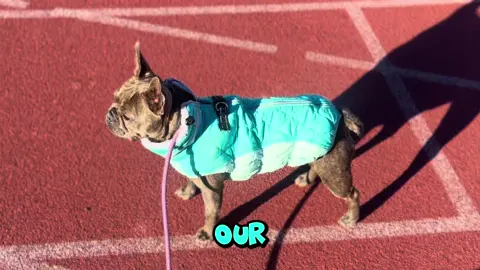 #dog #dogsoftiktok #puppy #funnyvideo #dogtoy 
