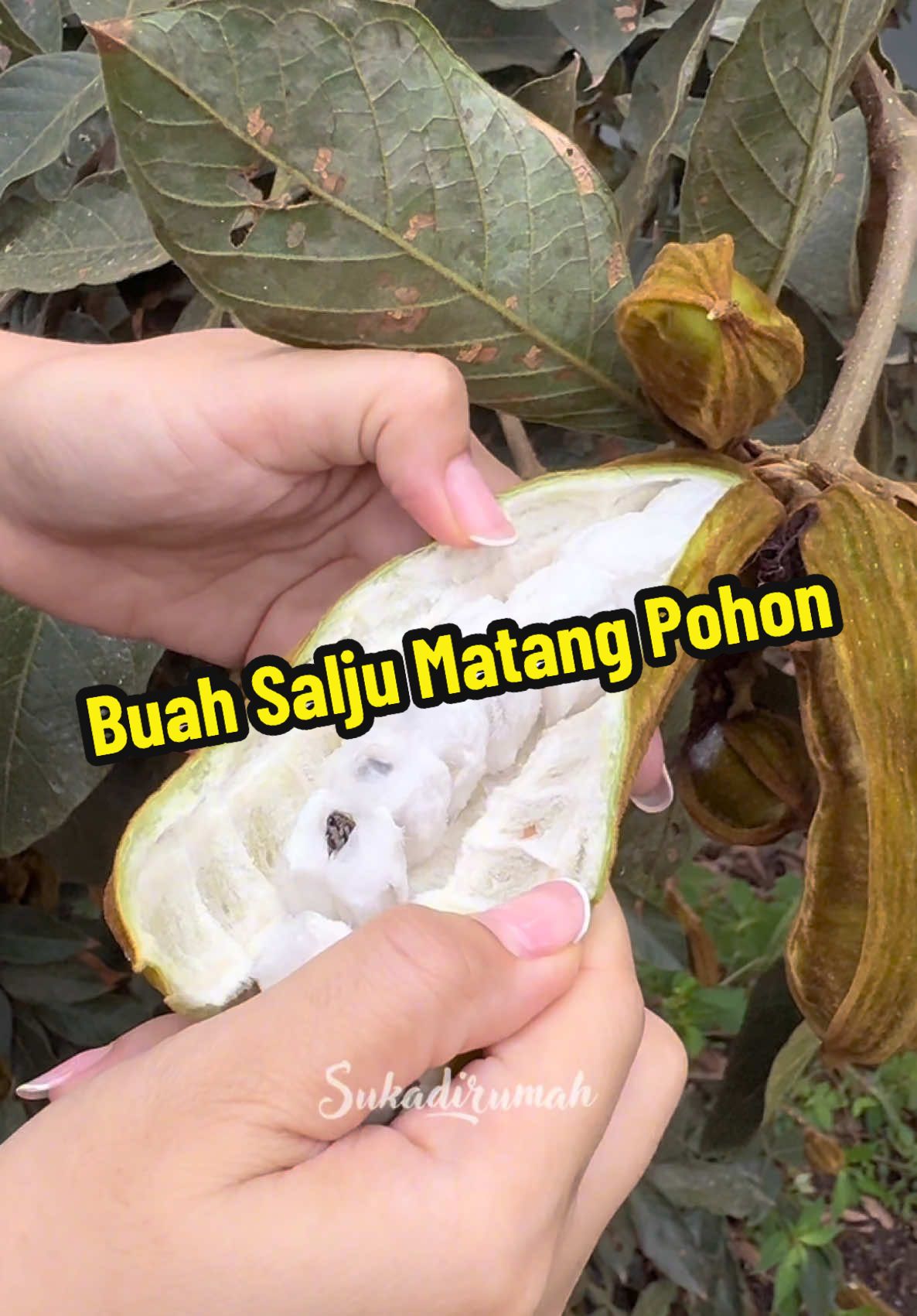 Akhirnya kesampaian juga ngiicipin #buahsalju alias #icecreambean matang pohon ❤️ jadi bisa tau juga #pohonbuahsalju dan #bungabuahsalju itu kayak gimana 🥰