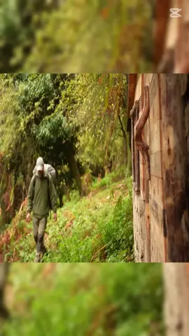 2-Days Survivor high on the mountains #bushcraft #build #camp #camping #survival #shelter #Outdoors #outdoor #viral_video #fyp