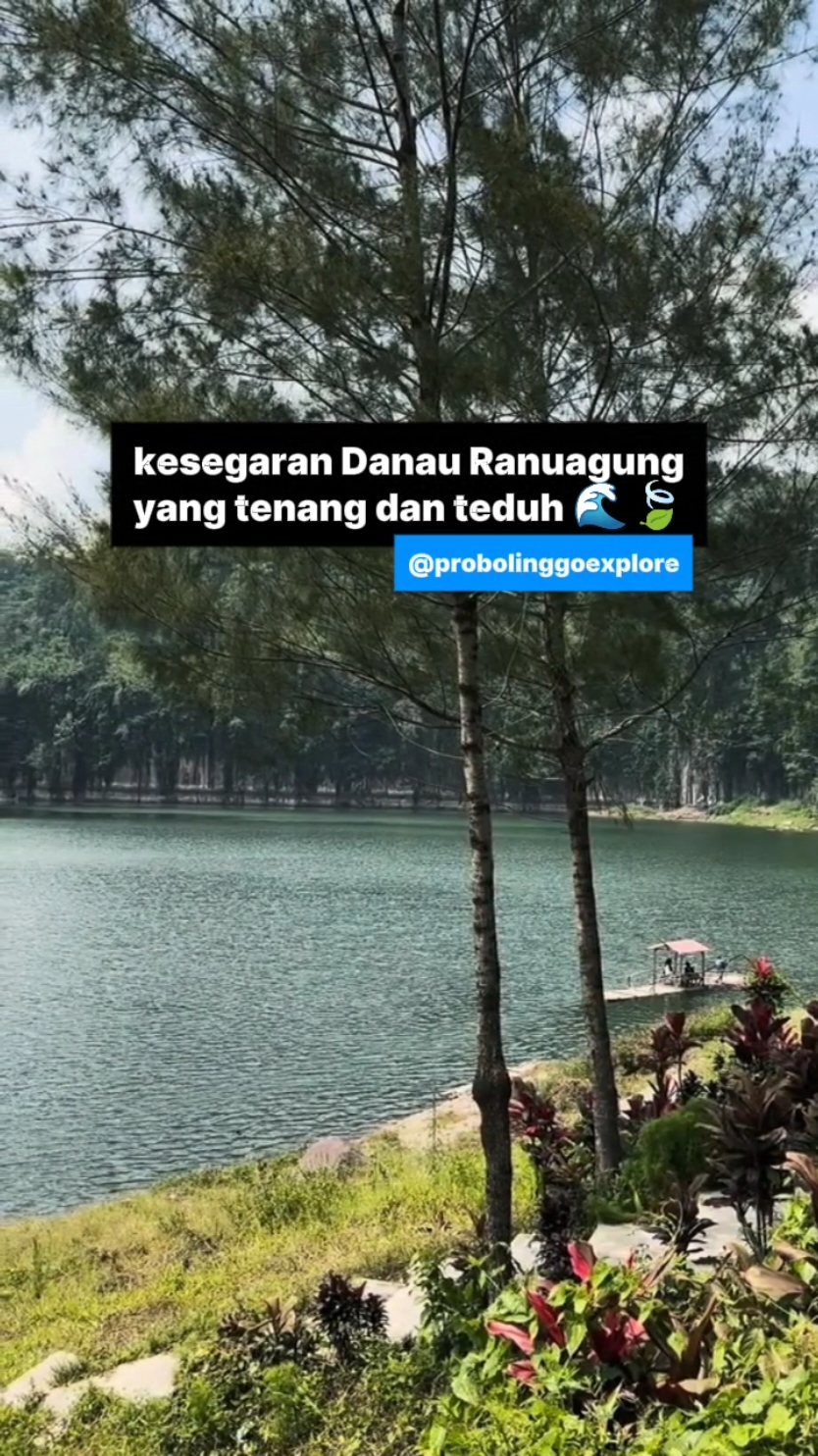 Cocok buat healing jiwa dan ragamu, lur! 😍🌊🍃 VT by @danny.pras08  📍Danau Ranuagung #probolinggoexplore #probolinggo #wisataprobolinggo #probolinggohits #exploreprobolinggo #danauranuagung 