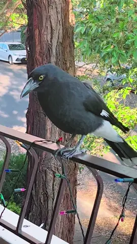 Pied Currawong stand on one leg🦵#birds #piedcurrawong #birdsoftiktok #australianbirds #australiawildlife #naturevibes #fypシ゚ #foryou #fypp 