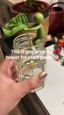 Propagation friends! 🫶🏻🥹 $8 for a set of 6 lil guys to hold your plants up #PlantTok #houseplants #houseplantlover #plantparent #plantparents #plantpropagation #plantlover #cutegifts #giftsforher #giftsforhim #blackfriday #tiktokshopblackfriday #giftideas #plantmom 