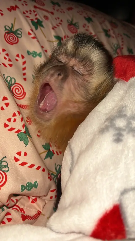 Big yawn 🥱  #everetthenry #bedtime #goodnight #capuchin #monkey #monkeyoftiktok 