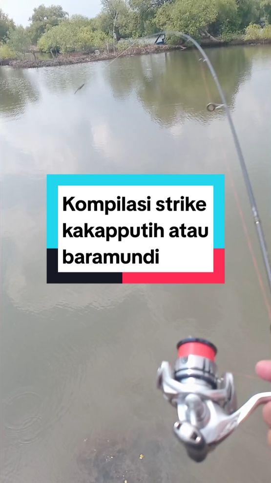 kompilasi strike baramundi atau kakapputih menggunakan umpan top water atau WTD #castingerindonesia #castinger #shimanofishing #shimano #shimanoreels #kakaputih #castingkakap #topwater #topwaterlure #castingbaramundi #fyp 