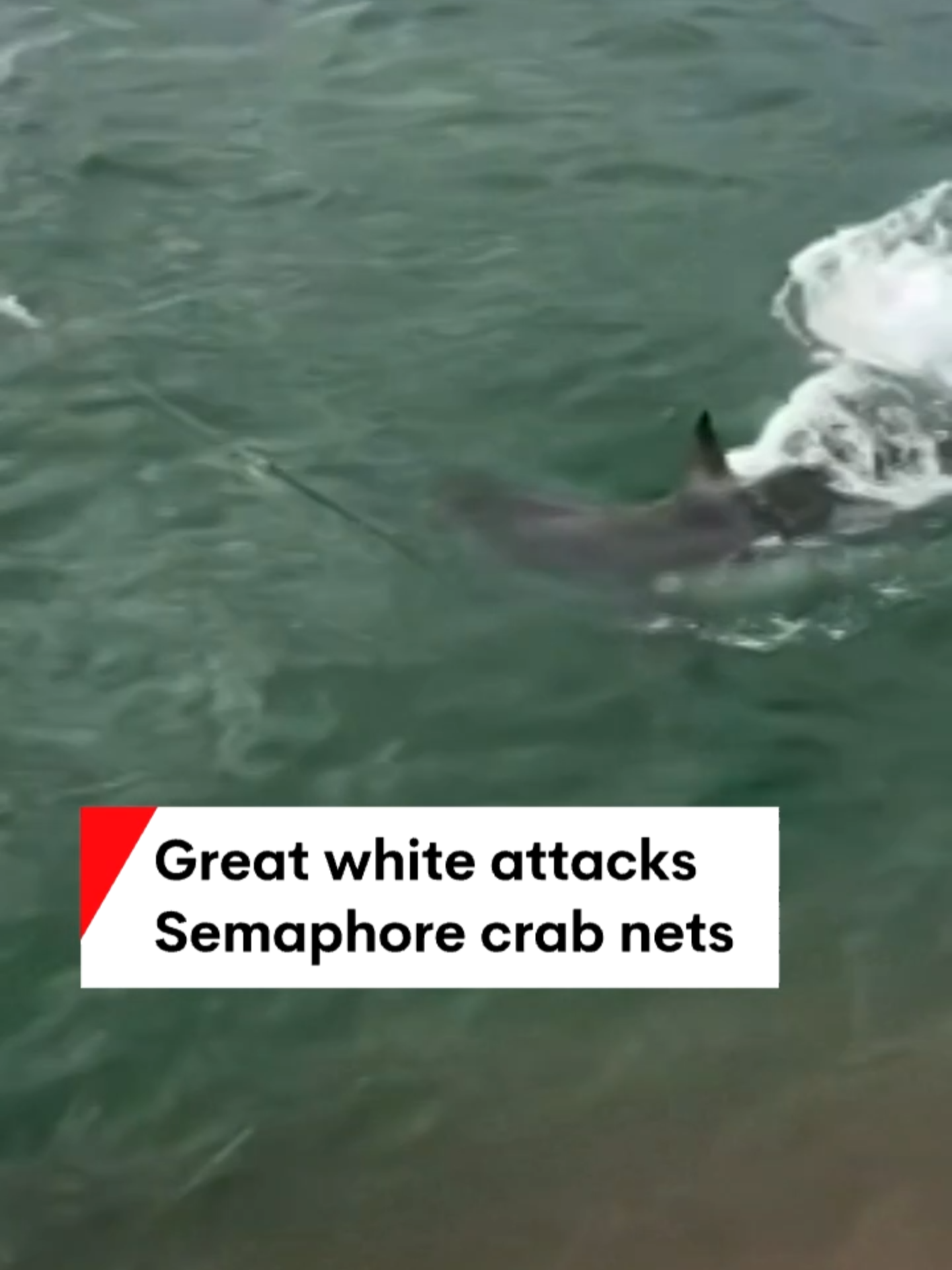 A great white pointer has given jetty crab fishers a great fright at Semaphore. It is the latest in an increasing number of shark sightings along Adelaide’s coastline this year. #Shark #7NEWS