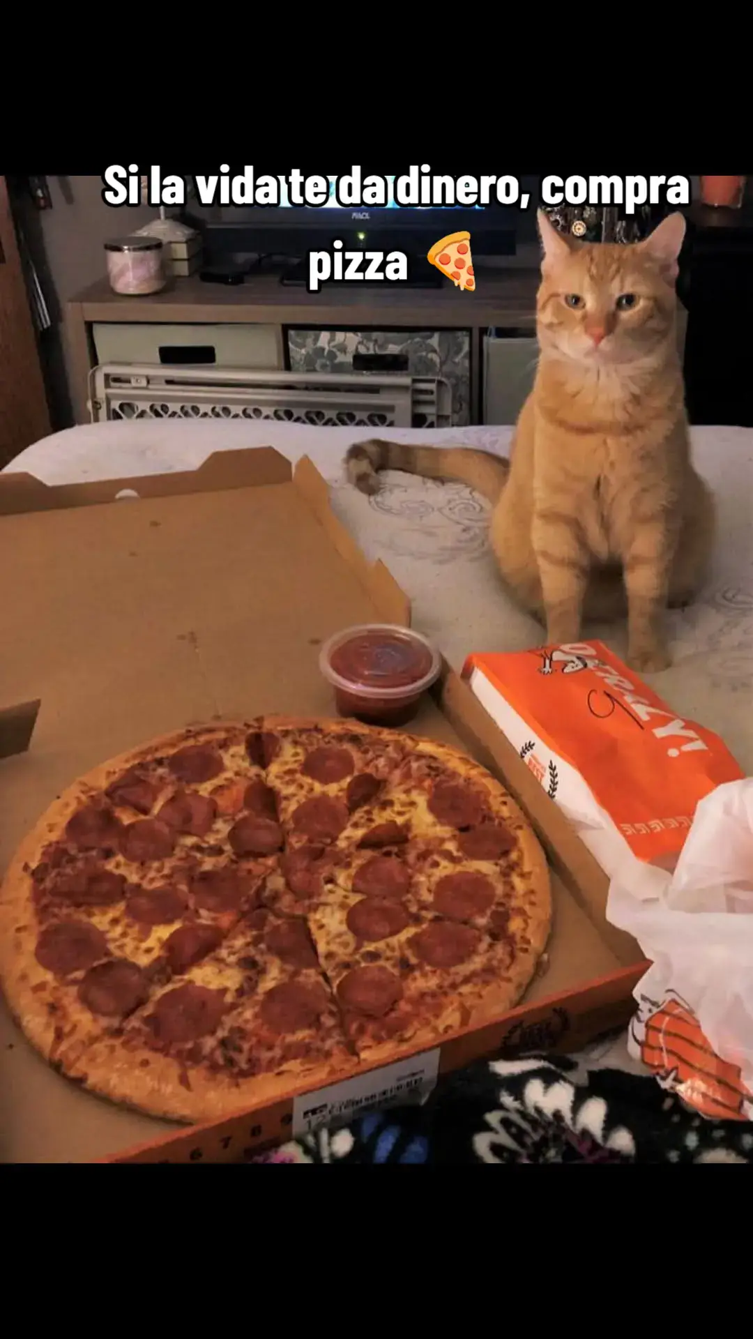 #gato #miau #mishi #pizza