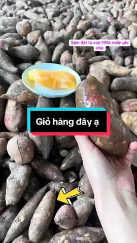 Sâm đất ngọt mát giao toàn quốc ạ #samdat #xuhuongtiktokk #xuhuong #samdattaybac #monngon #healthyfood #suckhoe 
