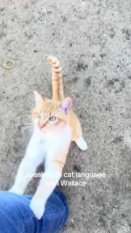 wallace had so much to say 😐 #wallacethecat #catlanguage #meow #purr 