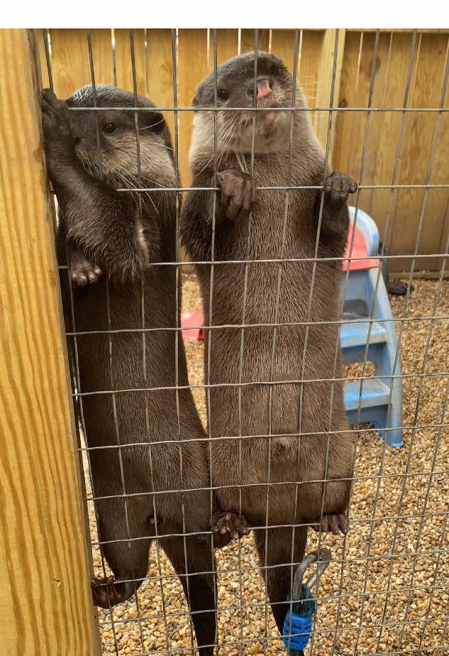 My lil babies #otters #babyotters #ottertok #imtheirmom 