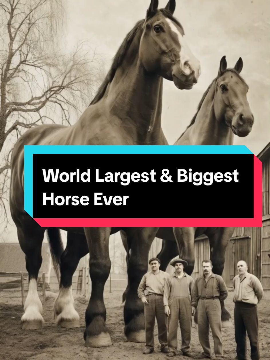 World Largest & Biggest Horse Ever 😳😲💯 What most people don't realize is that it was actually Samson's sister #Pamson who was actually the largest horse ever. #horse #horses #biggesthorse #largesthorse #biggesthorseintheworld #horseland #horsetok #majestic #majesticanimals 