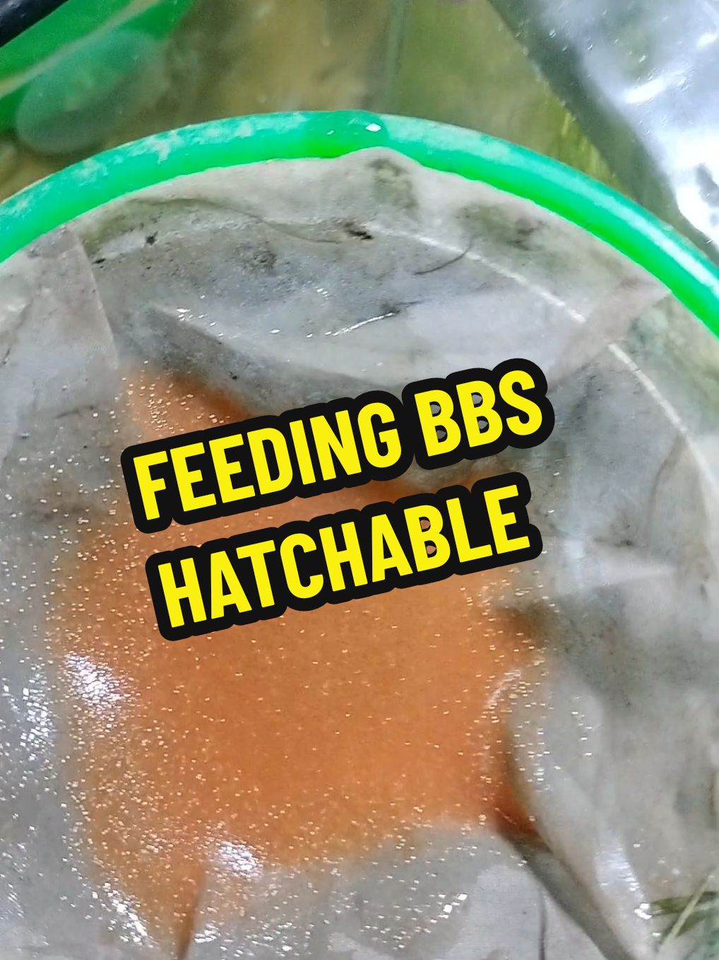 Feeding Hatchable Baby Brine Shrimp (BBS) High in protein and good for Fry and adult Molly fish.  Click the Yellow Basket 🧺🧺🧺 to order.  happy fish keeping #adiamersaquatic  #hatchablebbs 