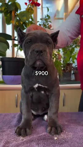 #canecorso 