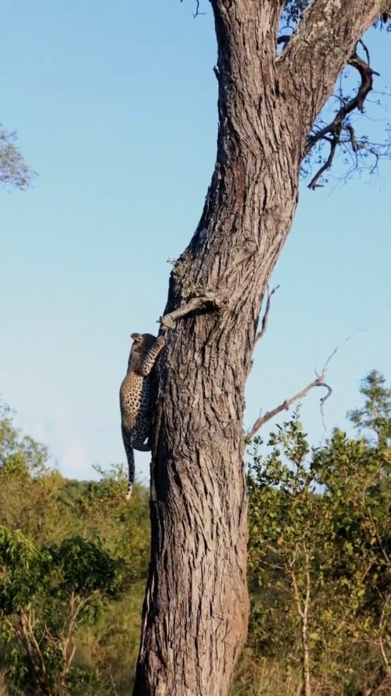 Watch This Cute Leopard Cub Skillfully Climb a Tree! #LeopardCub #TreeClimbing #WildlifeMoments #CuteAnimals #NatureLovers #AnimalKingdom #WildlifeExploration #NatureVideo #WildlifeAdventures 