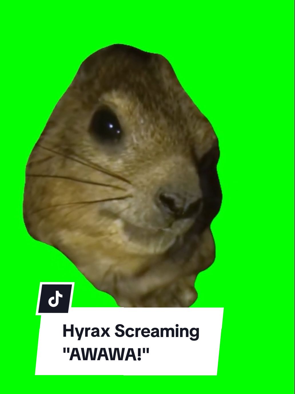 #CapCut Hyrax screaming 