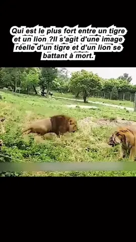 #france #foryou #france🇫🇷 #francetiktok #frances #francetiktok🇫🇷 #animal #lion #tiger 