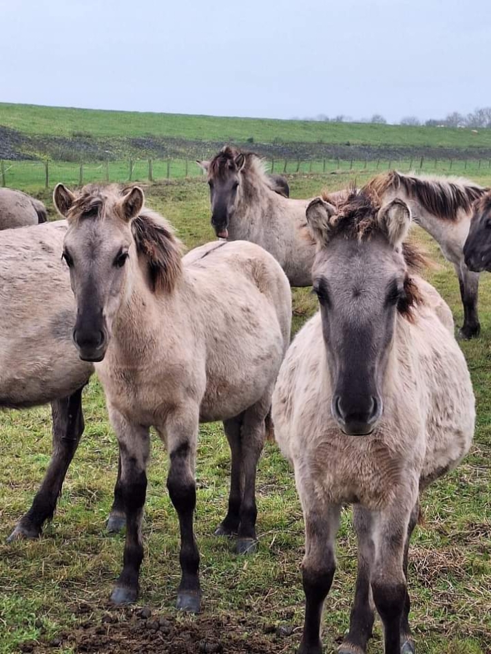 🎥 Red de 55 Konikpaarden in Lauwersmeer! 🐴 De toekomst van 55 konikpaarden, die eerder uit het Oostvaardersveld zijn verplaatst, is in gevaar. Staatsbosbeheer overweegt deze prachtige dieren naar de slacht te sturen. Dit kan en mag niet gebeuren! Wij roepen Staatsbosbeheer op om een levensreddende oplossing te kiezen. Er zijn opties: 🌾 Maaien zodat de paarden terug kunnen naar het Oostvaardersveld. 🇵🇱 Of ze laten opvangen door een dierenwelzijnsorganisatie in Polen. Help mee deze paarden te redden! Deel deze video en maak eventueel zelf ook een video waarin je zegt: 