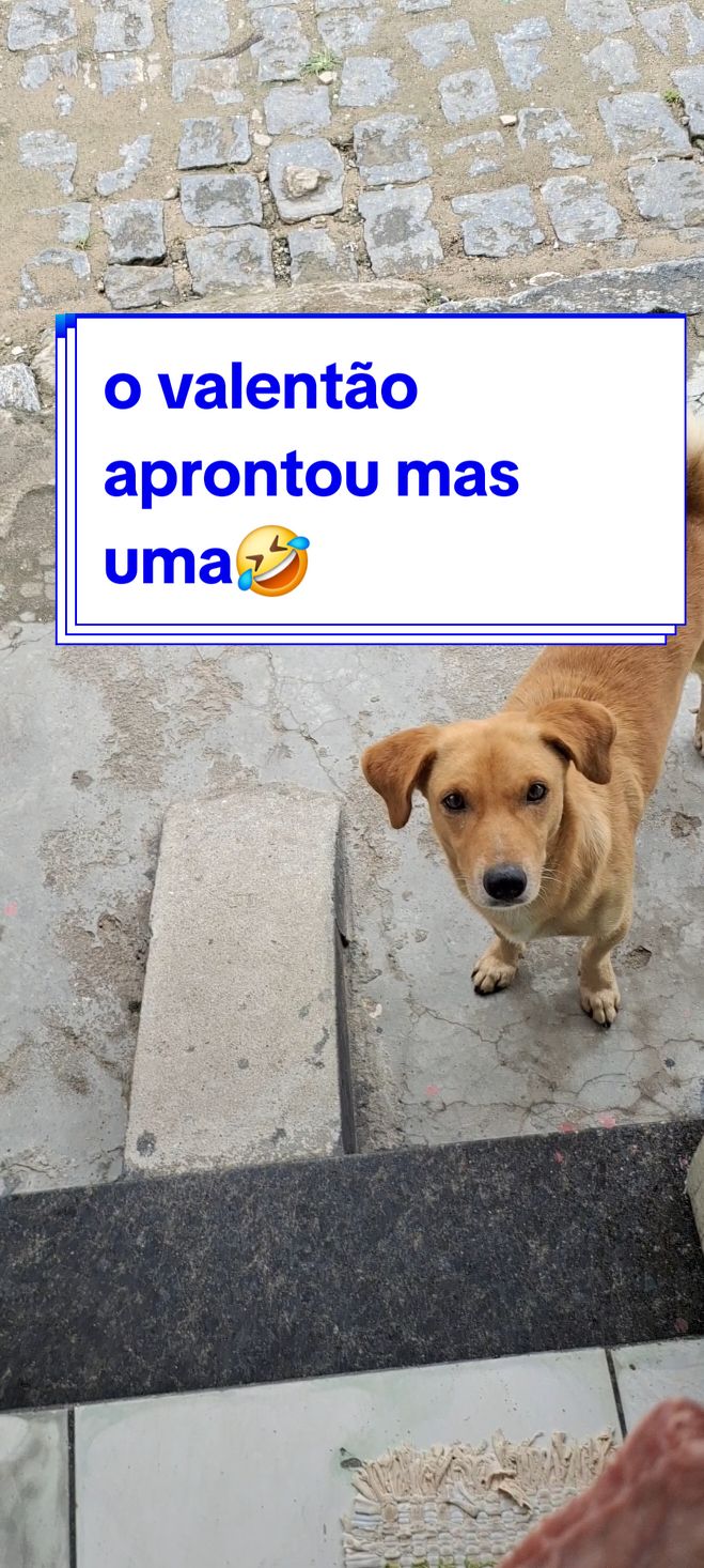 #viralatacaramelo #caes #animais_de_estimação #cachorro #valentaodarua 