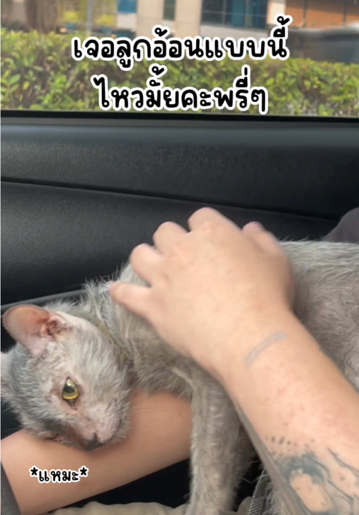 สมัยวัยรุ่นอาบแดด ตอนนี้ขนดำม๊าก ยังอ้อนเหมือนเดิม 👀 #bzbizticpets #สวนสัตว์tiktok #สัตว์เลี้ยงtiktok #สี่ขาแสนรัก #เนียสแมวหมาป่า #ไลคอย #lykoi #lykoicat #ทาสแมว 