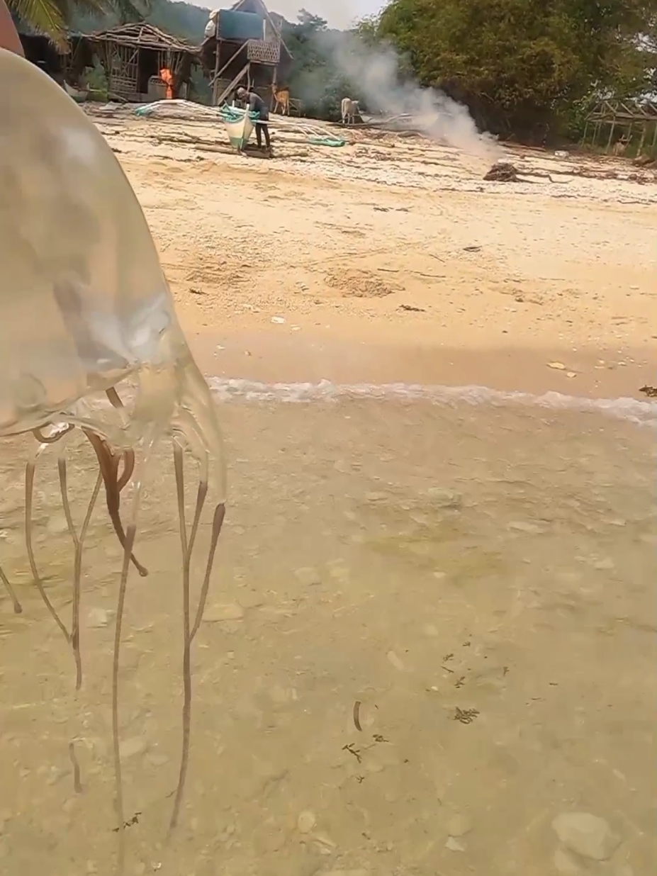 box jelly fish#fishinglife #fishing #seafood #teamwatsik🔥 #pagbilaoquezon #buhayprobinsya #buhaydagat #