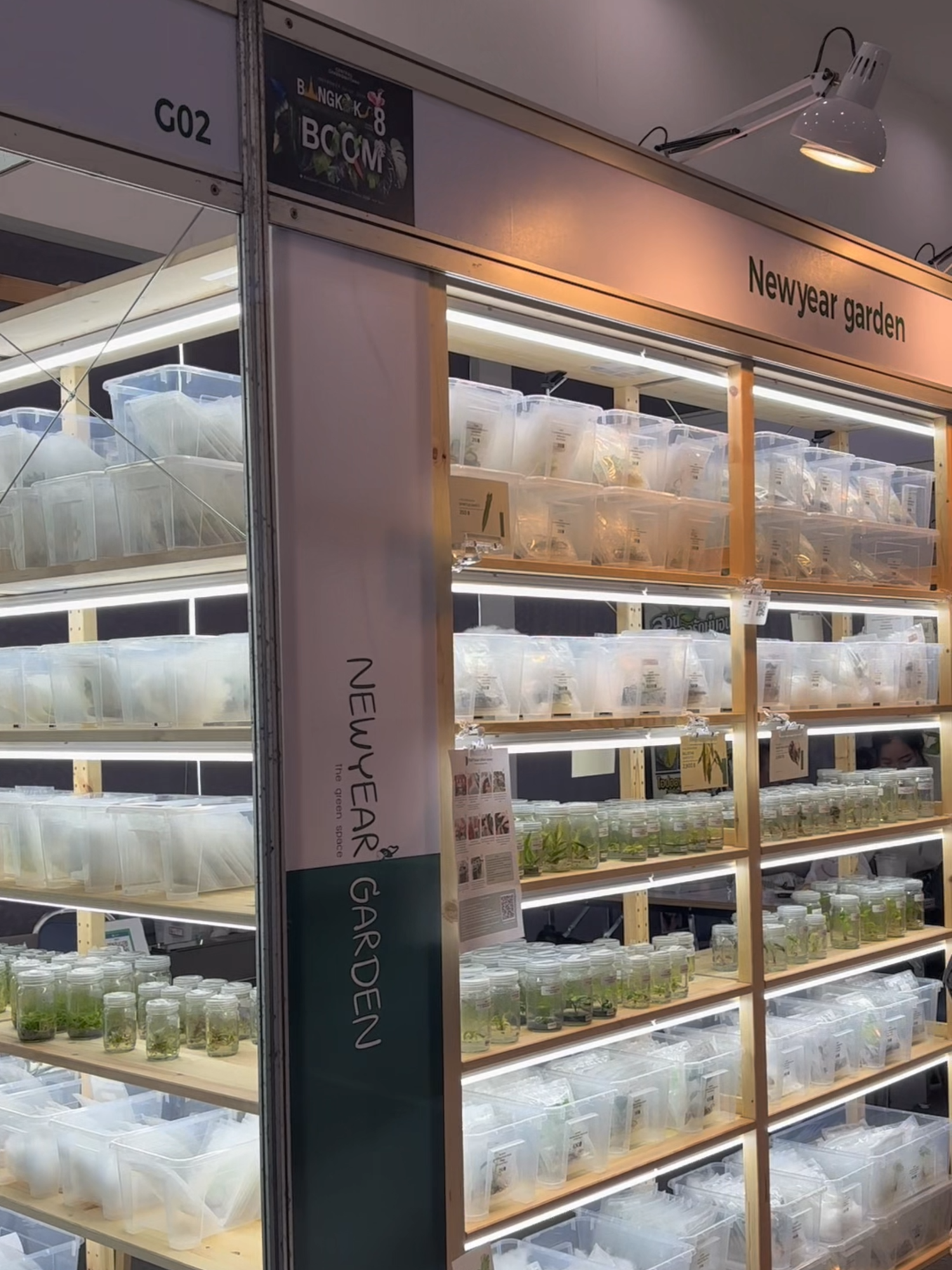 🌟 The First Exhibition of Newyear Garden 🌟 ✨ Let’s welcome the new year with something green and exotic! 🌿 Bangkok International Exotic Plants Show and Sale 📍 Booth G03 - <Newyear Garden> 📍 Central Chaengwattana 📅 24th - 26th November 2024 Don't miss out—let’s grow together! 🌱 We look forward to seeing you there! 😊👋 #Bangkokinternationalexoticplantsshowandsale #fyp  #fypage  #viral  #viralvideo  #viraltiktok  #tissuecultureplant  #tissuecultureplants  #tissueculture  #planttissueculturelab  #houseplants  #houseplantcommunity