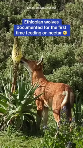 Ethiopian wolves have been seen feeding on nectar 🐺  They are the first large carnivore documented doing this - and may be acting as pollinators too. Find out more on our website #oxforduniversity #oxforduni #wolvesoftiktok #wolves #ethiopianwolf #animalsoftiktok #oxfordresearch  