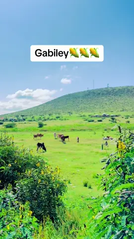 Gabiley😂❤️ #ziqaaye🥇 