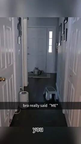 My cat understands English #usa🇺🇸 #cat #cats #tiktok #funny #fyp #funnyvideos #catsoftiktok 