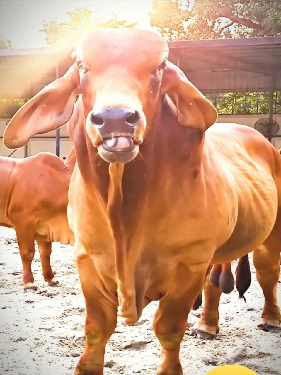 So cute funny cow videos 🤣 #cow #cute  #fun #funny  #comedia  #viralfyp  #laugh #videos  #viralvideos  #funnyvideos 