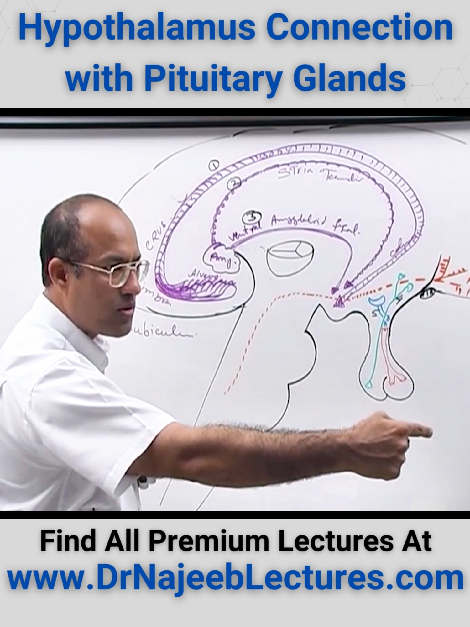 Hypothalamus connections with pituitary gland.  #drnajeeb #drnajeeblectures #medicalstudent #medicaleducation #usmle #plab #neetexam2024 #ans