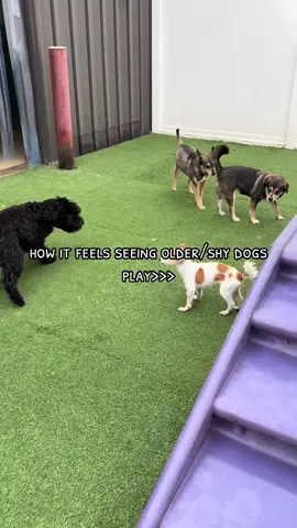 No better feeling in the world!  ❤️🐾 #doggydaycare #dogboarding #doggrooming #dogbath #dogs #dogsoftiktok #puppy #puppiesoftiktok #puppies #dogenrichment #campbowwowmchenry #campbowwow #labrador #lab #labradorretriever #blacklab #blacklabsoftiktok #kennel #dogkennel #dogsocialization #DogTraining #dogbreeds #dogbreed #snifftest #snuggletime #animal #animals #animalsoftiktok #animalshelter #workingwithdogs #animallife #wildlife #kennelattendant #Outdoors #outdoor #animaltiktok #cuteanimals #cuteanimalsoftiktok #adorable #enrichment #enrichmentfordogs #pet #pets #PetsOfTikTok #puppylove #doglover #dogmom #dogdad #dogdaycare #dogdaycaresoftiktok #nature #reels #doglife #puppydog #puppylife #puppycheck #puppytok #puppys #puppies #doginformation #fur #furm #furminator #deshedding #deshed #furbaby #furbabylove #furbabies #furbabiesoftiktok #cute #littledog #littledogsyndrome #littledogsoftiktok #littledogtraining #chihuahua #chihuahuasoftiktok #poodle #poodlesoftiktok #yorkie #yorkiesoftiktok #dogmama #dogmovie #tinydog #tinydogsoftiktok #mini #babydog #babydoggy #babyanimals #babyanimalsoftiktok #miniature #sweet #wholesome #animalvideos #animalvideo #treat #treats #pupcup #paw #pawsome #paws #pawsup #dogtrend #information #informational #education #educational #doggroomer #nails #nailtrim #sniff #bark #barking #pug #pugsoftiktok #dalmatian #dalmatiansoftiktok #pit #pitbull #pitbullsoftiktok #mutt #muttsoftiktok #greyhound #greyhoundsoftiktok #greatdane #greatdanesoftiktok #goldendoodle #goldendoodlesoftiktok #maltese #malteseoftiktok #schnauzer #schnauzerpuppy #schnauzersoftiktok #beagle #beaglesoftiktok #beaglepuppy #nobreedrestrictions #terrier #terriersoftiktok #australianshepherd #australianshepherdpuppy #aussie #germanshepherd #germanshepherdsoftiktok #chowchow #chowchowpuppy #yellowlab #malamute #malamutesoftiktok #husky #huskylife #huskysoftiktok #huskiesoftiktok #goodboy #goodgirl #cairnterrier #cairnterriersoftiktok #bulldog #bulldogsoftiktok #bulldogs #dachsund #dachsundsoftiktok #dachsundpuppies #rottweiler #rottweilersoftiktok #rottweilerpuppy #collie #colliesoftiktok #pomeranian #pomeranianpuppy #pomeranians #pomeraniansoftiktok #mastiff #mastiffsoftiktok #mastiffpuppy #collar #dogcollar #lead #leash #positivity #dogleash #dogfood #dogtreats #kibble #dogdiet #doglead #positive #positivevibes #positiveenergy #goodday #haveagoodday #hope #corememories #corememory #doggo #dogtok #animallover #animalfriends #BestFriends #bestfriend #mansbestfriend #snout #muzzle #training #dogbehaviorspecialist 