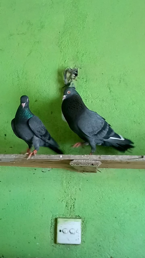 #KRISHLOFT #pigeonlovers #indianpigeons #birdlovers #trending #viral #tiktok #♥️♥️♥️♥️♥️♥️♥️♥️♥️♥️♥️♥️ 