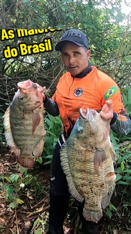 As maiores tilápia do Brasil #tilapia #gigannte #pescador 